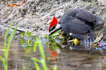 Pileated woodpecker (Dryocopus pileatus) drinking from a creek in. southwest Florida