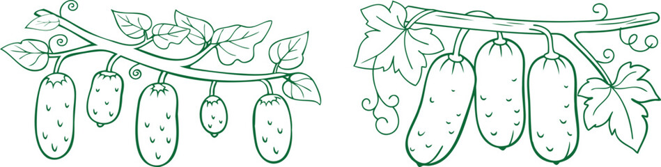 Set of Cucumbers on a Branch Line Art Vector Design | Botanical Cucumber Illustration cucumbers, cucumber branch, cucumber vine, botanical illustration, vegetable plant, cucumber leaves, garden 