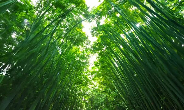 bamboo forest showing off its greenness