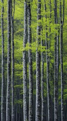 Fototapeta premium A serene forest scene featuring a diverse group of tall trees, their lush green leaves creating a vibrant canopy. Sunlight filters through, casting gentle shadows on the forest floor.