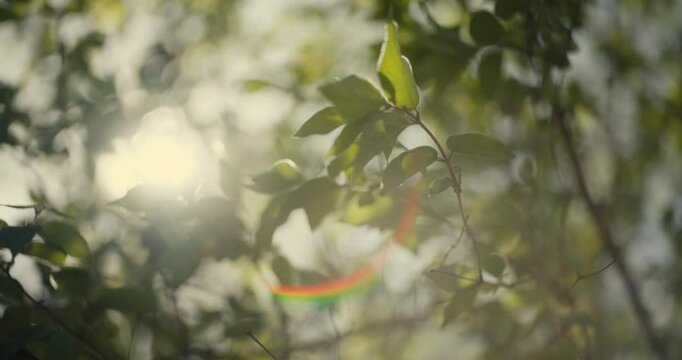 Trees and grass blooming on a sunny spring day