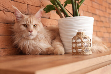 Cute Maine Coon cat with houseplant and home decor lying on commode near brick wall at home