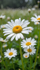 Obraz premium Close-up daisy with raindrops blooming in meadow, nature's beauty