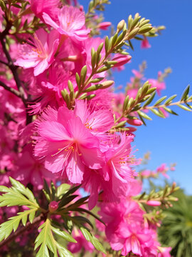 Weeping Bottlebrush tree flowers