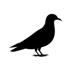 pigeon silhouette vector illustration