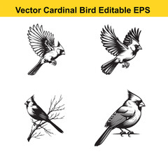 Vector cardinal bird sitting, flying, standing