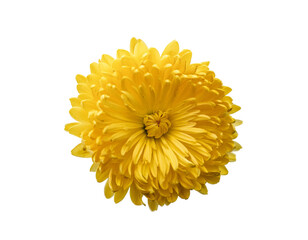 Bright Yellow Chrysanthemum