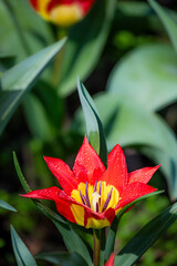 A Whole New Type of Tulip Flower Called Fire Flame