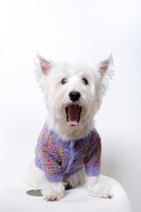 강아지,반려견,화이트 테리어,dog,puppy