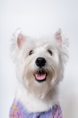 강아지,반려견,화이트 테리어,dog,puppy