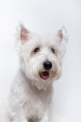 강아지,반려견,화이트 테리어,dog,puppy