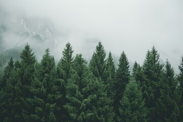 Fototapeta premium A misty forest scene featuring tall evergreen trees, creating a serene and tranquil atmosphere.