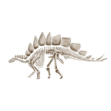 stegosaurus skeleton pale beige watercolor clip art preview