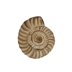  ammonite prehistoric. Jurassic era fossil. Museum exhibit. Ancient mollusk shell. Archaeological find. Watercolor illustration isolated from background. Hand drawn