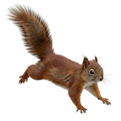 Fototapeta premium Squirrel isolated on white background, high-resolution wildlife stock image of a cute and agile rodent 