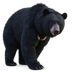 Fototapeta premium Powerful black bear standing isolated on white background, ideal for wildlife documentaries, animal conservation projects, and nature-themed content 