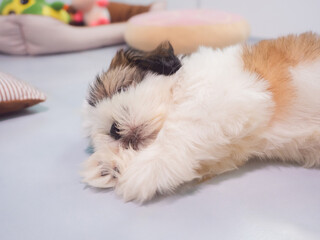 A small Shih Tzu puppy with soft, fluffy fur sleeping on floor with colorful toys in living room.