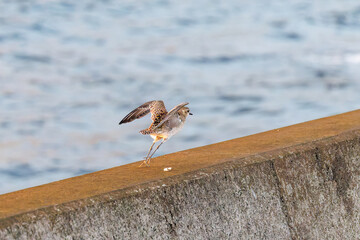 飛翔する可愛いダイゼン（シギ科）
英名学名：Grey Plover, Black-bellied Plover, Pluvialis squatarola
夜明けの底土港と底土海水浴場の日の出。
東京都伊豆諸島八丈島-2025年
