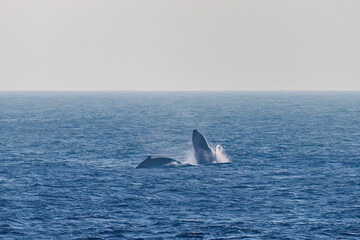 Fototapeta premium スパイホップ（海面から顔を出す）をしている。 ペダンクルアーチ（海面に背中を出す）をしている。 陸から見えたザトウクジラ（ナガスクジラ科）の群れが泳ぐ様子。 英名学名：Humpback Whale, Megaptera novaeangliae 真新しい溶岩でできた荒々しい海岸線の底土港外。 東京都伊豆諸島八丈島-2025年 