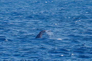 Fototapeta premium テイルスラップ（尻尾で海面を叩く）をしている。 陸から見えたザトウクジラ（ナガスクジラ科）の群れが泳ぐ様子。 英名学名：Humpback Whale, Megaptera novaeangliae 真新しい溶岩でできた荒々しい海岸線の底土港外。 東京都伊豆諸島八丈島-2025年 