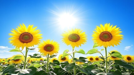 Sunny sunflowers field under bright sun.