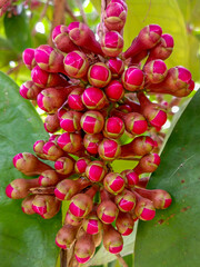 Closeup of Flower Buds of Malay Rose Apple With Vibrant Color