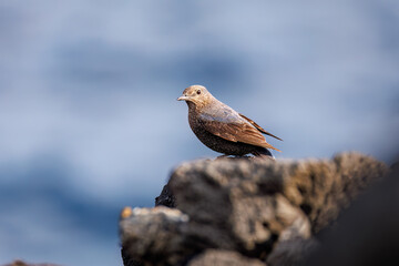 飛び立つ美しいイソヒヨドリ（ヒタキ科）
英名、学名：Blue Rock Thrush (Monticola solitarius
東京都伊豆諸島八丈島-2025年

