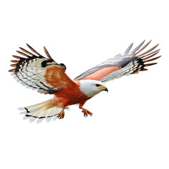 Obraz premium Majestic bird of prey soaring with outstretched wings, showcasing vibrant plumage