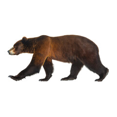 Fototapeta premium majestic bear walking gracefully through its habitat