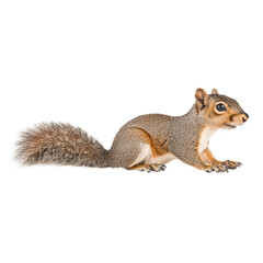 Obraz premium cute squirrel with bushy tail is seen in playful pose