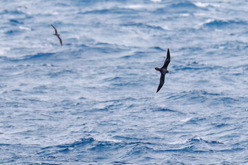 飛翔する美しいオオミズナギドリ（ミズナギドリ科）の群れ。
英名学名：Streaked Shearwater, Calonectris leucomelas
珍しく穏やかに凪いだ、夜明けの御蔵島、御蔵島港。
東海汽船東京湾〜伊豆諸島八丈島、太平洋航路の橘丸船上 -2025
