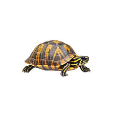 Obraz premium vibrant turtle with patterned shell, showcasing its unique colors and textures