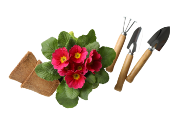 Gardening, Bright primrose flowers arranged with gardening tools on a white background for planting, isolated on white, PNG