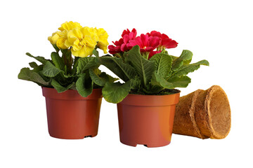Gardening, Yellow and red potted flowers next to an empty pot on a plain background, isolated on white, PNG