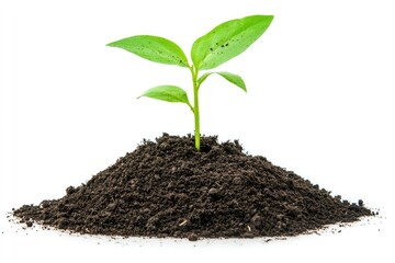 Young sprout emerging from soil