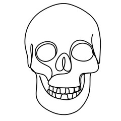 Human skull one continuous line art drawing