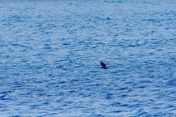 Naklejka premium 飛翔する美しいウミウ（ウ科）。 英名学名：Japanese Cormorant, Phalacrocorax capillatus 絶海の孤島である、三宅島周辺は非常に海鳥の数が多い。 東海汽船東京湾～伊豆諸島八丈島、太平洋航路の橘丸船上にて - 2025 