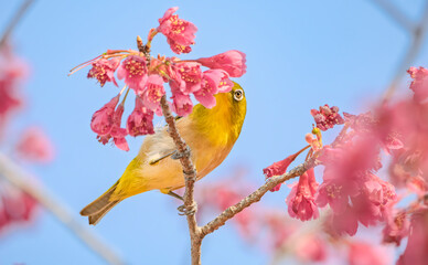 寒緋桜をつつくメジロくん