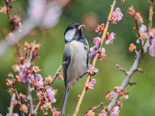 梅の枝で朝ごはんのコガラくん