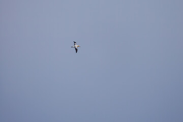 沖を飛翔する巨大なアホウドリ（アホウドリ科）。翼長は２m以上。
英名学名：Short-tailed albatross, Phoebastria albatrus
絶海の孤島である、三宅島周辺は非常に海鳥の数が多い。
東海汽船東京湾～伊豆諸島八丈島、太平洋航路の橘丸船上にて - 2025
