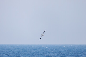 沖を飛翔する巨大なアホウドリ（アホウドリ科）。翼長は２m以上。
英名学名：Short-tailed albatross, Phoebastria albatrus
絶海の孤島である、三宅島周辺は非常に海鳥の数が多い。
東海汽船東京湾～伊豆諸島八丈島、太平洋航路の橘丸船上にて - 2025
