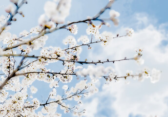 桜の花