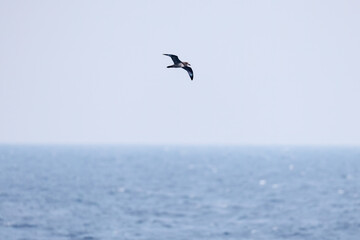 飛翔する美しいハシボソミズナギドリ（ミズナギドリ科）の群れ。
英名学名：Short-tailed Shearwater, Ardenna tenuirostris
絶海の孤島である、三宅島周辺は非常に海鳥の数が多い。
東海汽船東京湾～伊豆諸島八丈島、太平洋航路の橘丸船上にて - 2025
