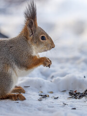The squirrel in winter sits on white snow.