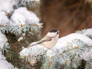 Cute bird the willow tit, song bird sitting on the fir branch with snow in winter