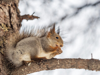 Fototapeta premium The squirrel with nut sits on tree in the winter or late autumn