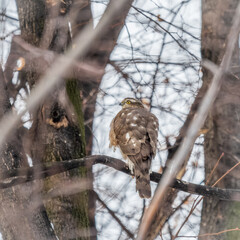 A Eurasian sparrowhawk perched on a branch of a tree outdoors.