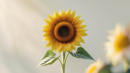 Obraz premium The Sunflower Isolated White Background