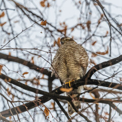 A Eurasian sparrowhawk perched on a branch of a tree outdoors.