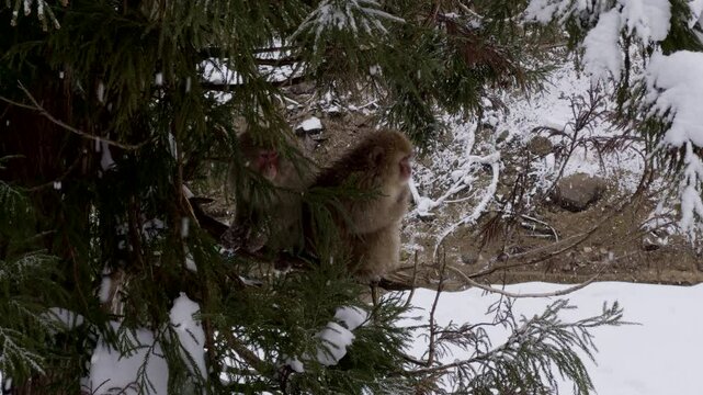Snow Monkeys Playing in Trees &ndash; Japanese macaques climb and jump between snowy branches in winter.